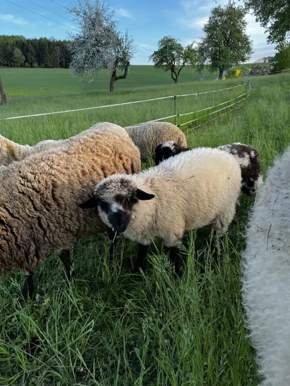 Walliser Schwarznasen x Jura Bock