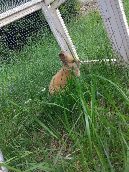 Zwerglöwenkopfkaninchen Weibchen