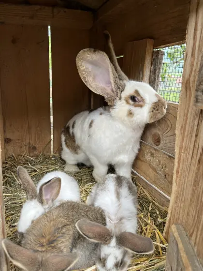 Riesenschecken-Mama + 10 Junge