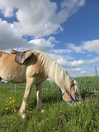 Haflinger-Wallach