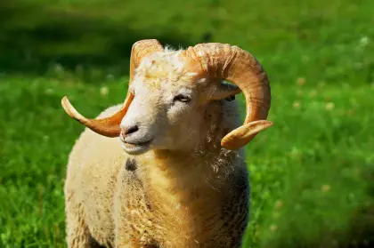 Ouessant, Quessant, Zwergschaf, Ouessantschaf