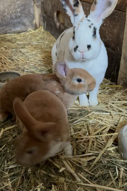 Rexkaninchen