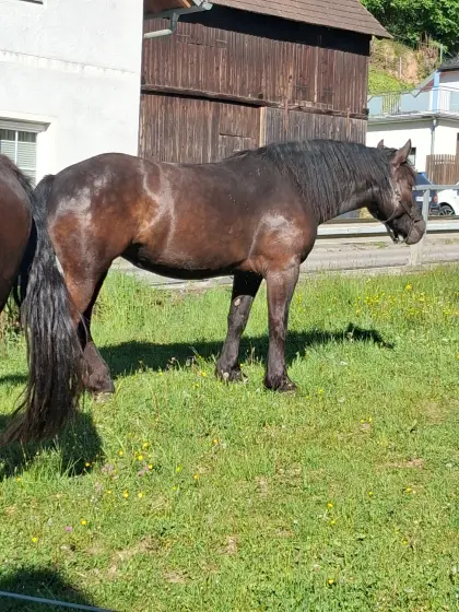 Noriker