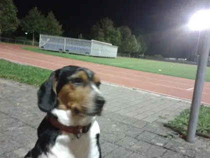 Gesucht wird eine Hündin, 1 bis 2 Jahre alt, stubenrein, wer ve