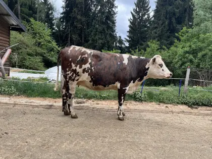 Trächtige Kalbin Normande