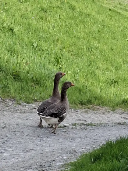 Österreichische Landgänse, Ganter und Gans