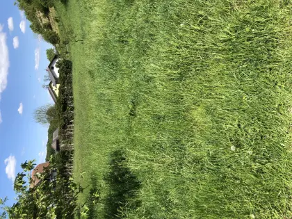 Gras