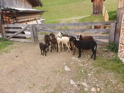 Braunes Bergschaf