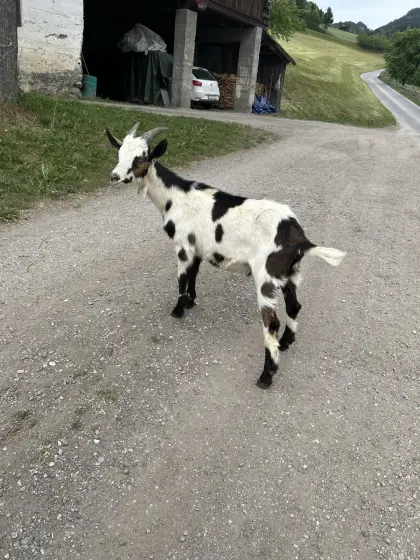 Ziegen-Kitzböcke