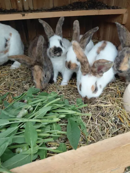 Jungkaninchen