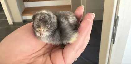 Bruteier, bunte Seidenhuhntruppe