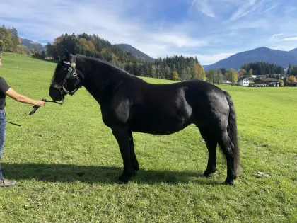 6-jährige Rappstute