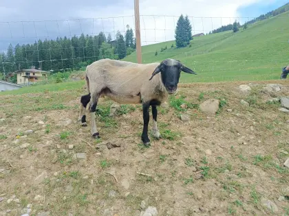 Verkaufe 2 Alpine Steinschafe mit Lämmern