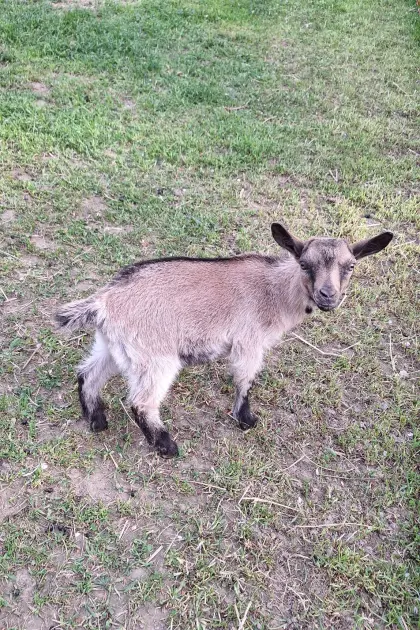 Zwergziegenbock