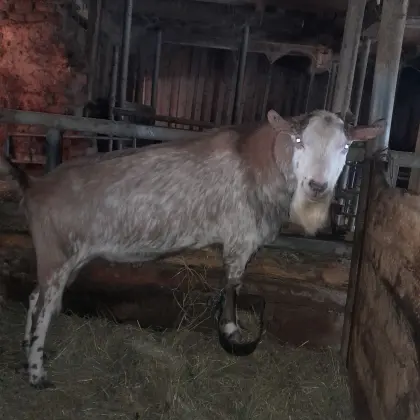 Ziegenbock