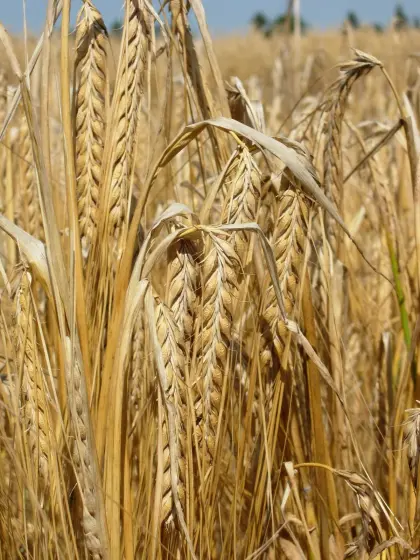 Sommergerste ab Feld