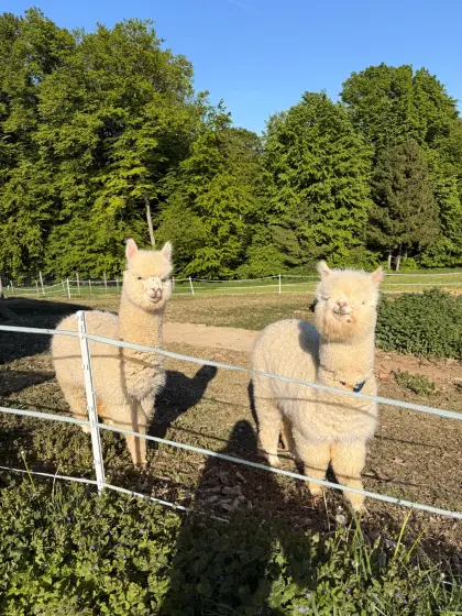 2 Alpaka-Hengste, 10 Monate, ruhig, menschengewöhnt, Steiermark