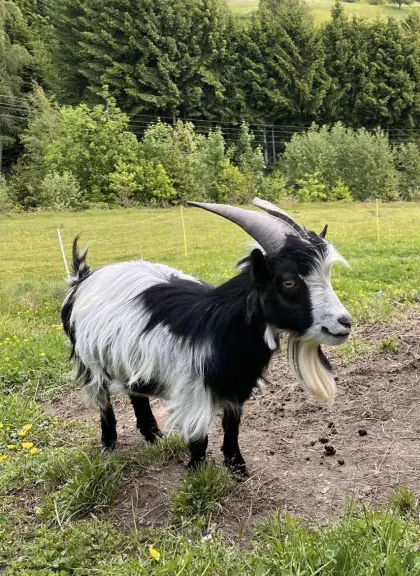 Zwergziegenbock zu verkaufen