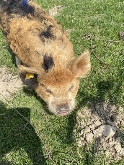 Kunekune Jungsau