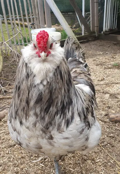 Ameraucana Splash Junghahn