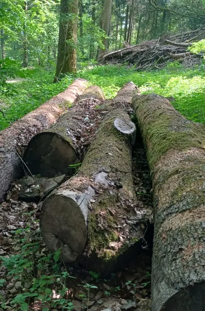 Eschen-Baumstämme