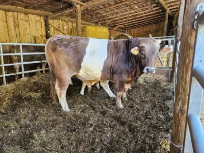 Original Braunvieh Stier, Bulle, Gurt