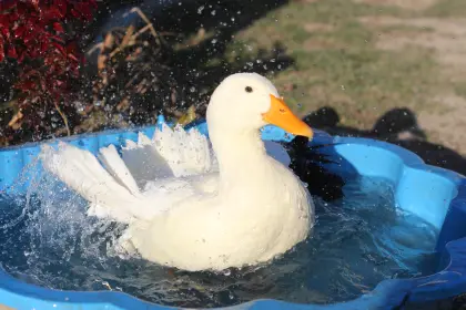 Biete Lebensplatz für Enten mit Handicap