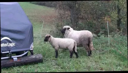 Bio Shropshire männlich, weiblich