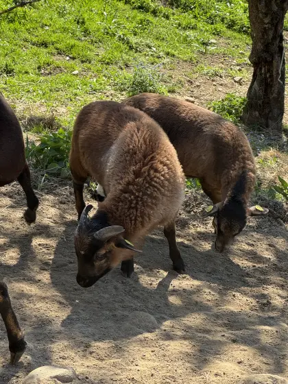 Kamerunschaf