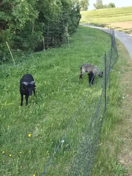 Widder Zwergschaf Quessantschaf