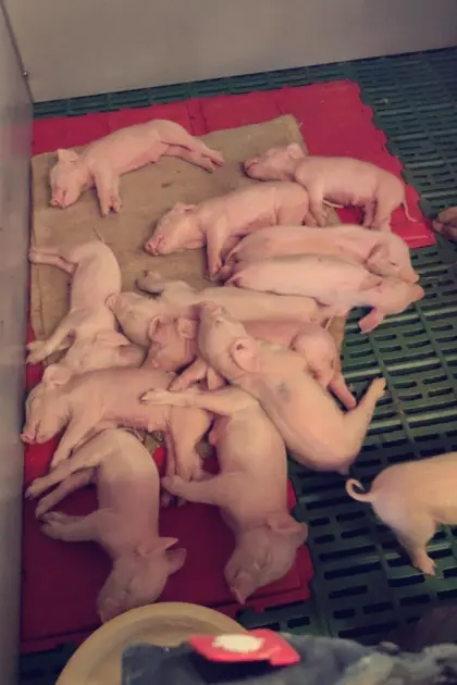 Ferkel, Mastferkel für professionelle Schweinemäster