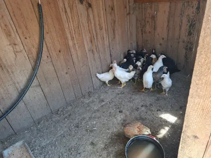 Marans und Araucaner