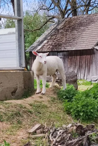 Schafbock, Lamm, Jungbock