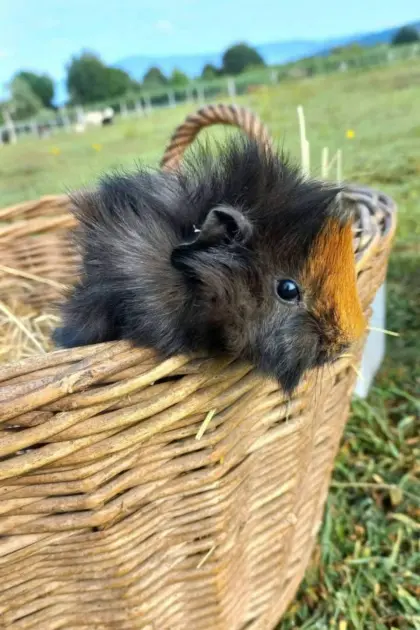 Meerschweinchen