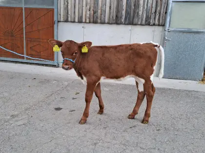 RF Kalb