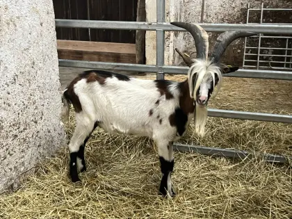 Steirische Scheckenziege Zuchtbock, Jungziegen, Kitz
