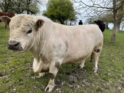 White Gallowaystier aktiv und brav