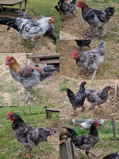 Junghähne, Silverudds Blå, Buntleger, Marans, Olivleger