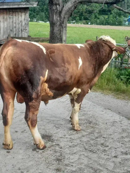 Fleckvieh-Stier