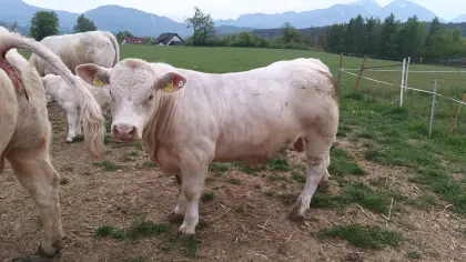 Charolais-Zuchtstier PP