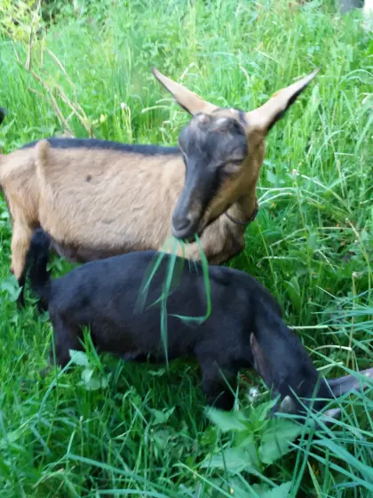 Gemsfarbige Gebirgsziege mit Kitz