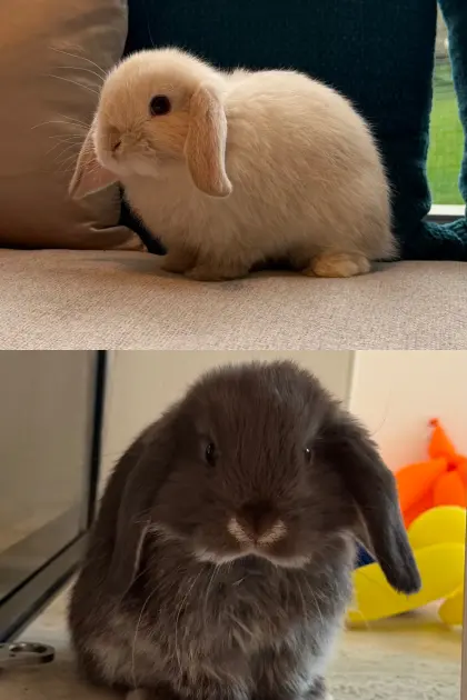 Mini Lops Pärchen