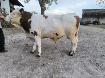 Zuchtstier, Sprungstier reinerbig hornlos