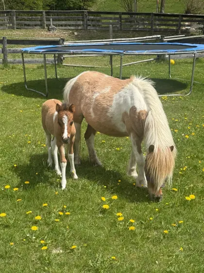 Pony-Stute und Pony-Hengst