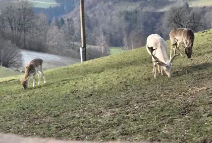 Damwild, Schmaltiere und Spießer