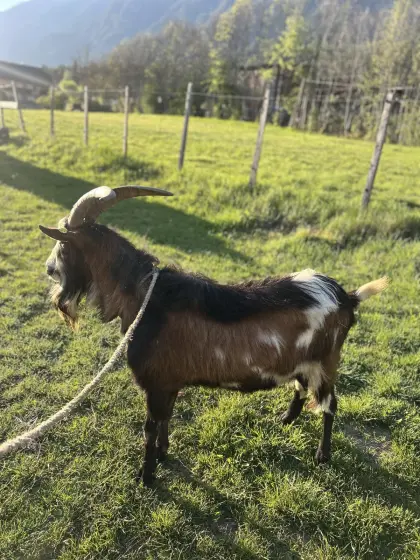 Ziegen