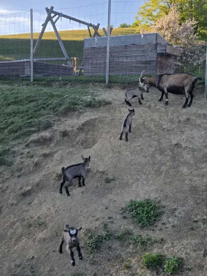 Zwergziegen