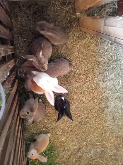 Junge Kaninchen