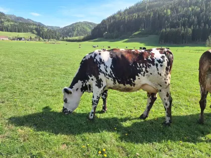 Bio-Normande-Kuh