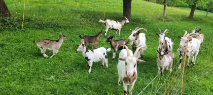 Steirische Scheckenziegen